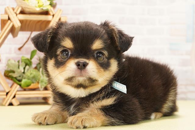 愛知県のチワワ(ロング) (Coo&RIKU東海店/2025年10月26日生まれ/男の子/ブラックタン)の子犬の3枚目の画像