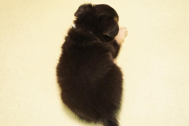 愛知県のチワワ(ロング) (Coo&RIKU東海店/2025年10月26日生まれ/男の子/ブラックタン)の子犬の4枚目の画像