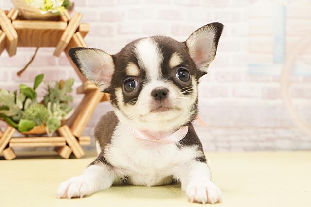 愛知県のチワワ(スムース) (Coo&RIKU東海店/2025年10月25日生まれ/女の子/ブラッククリームホワイト)の子犬の1枚目の画像