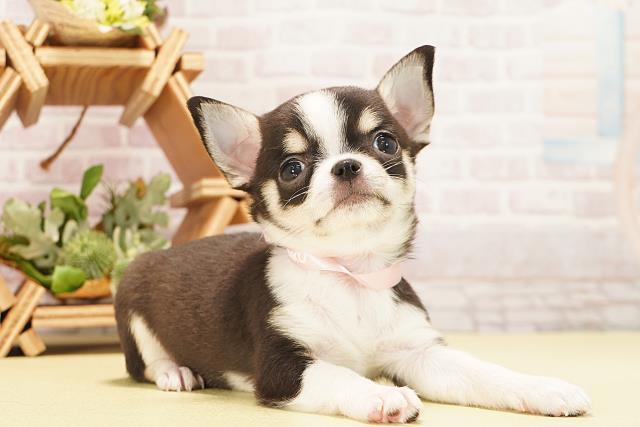 愛知県のチワワ(スムース) (Coo&RIKU東海店/2025年10月25日生まれ/女の子/ブラッククリームホワイト)の子犬の2枚目の画像