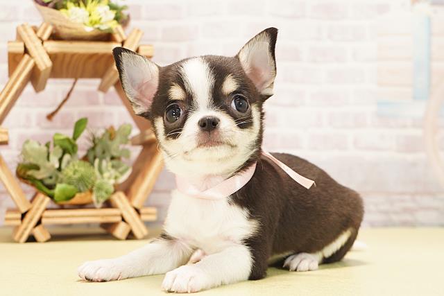 愛知県のチワワ(スムース) (Coo&RIKU東海店/2025年10月25日生まれ/女の子/ブラッククリームホワイト)の子犬の3枚目の画像