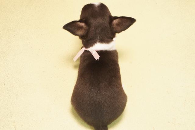 愛知県のチワワ(スムース) (Coo&RIKU東海店/2025年10月25日生まれ/女の子/ブラッククリームホワイト)の子犬の4枚目の画像