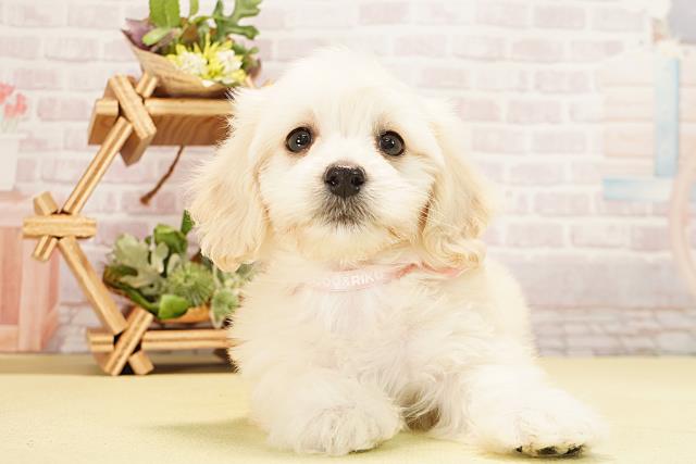 愛知県のハーフ犬・ミックス犬 (Coo&RIKU豊田店/2025年10月24日生まれ/女の子/クリーム)の子犬の1枚目の画像