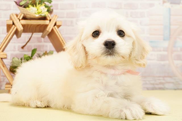 愛知県のハーフ犬・ミックス犬 (Coo&RIKU豊田店/2025年10月24日生まれ/女の子/クリーム)の子犬の2枚目の画像