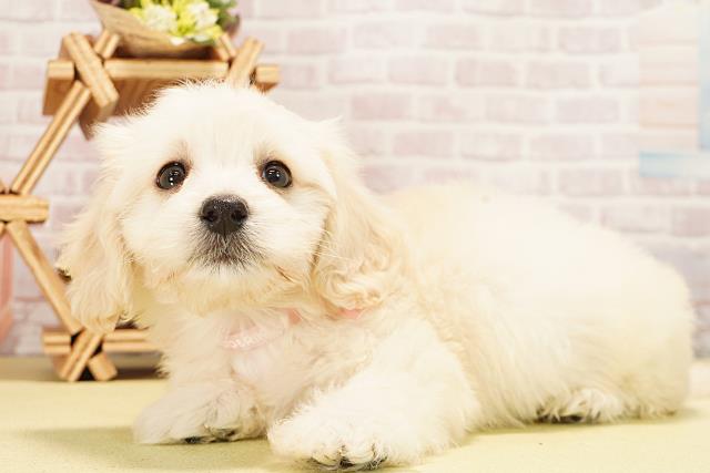 愛知県のハーフ犬・ミックス犬 (Coo&RIKU豊田店/2025年10月24日生まれ/女の子/クリーム)の子犬の3枚目の画像