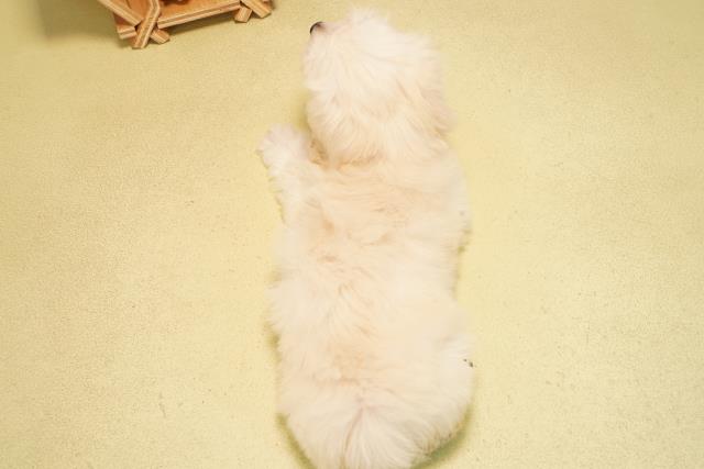 愛知県のハーフ犬・ミックス犬 (Coo&RIKU豊田店/2025年10月24日生まれ/女の子/クリーム)の子犬の4枚目の画像