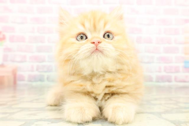 新潟県のミヌエット (Coo&RIKU新潟西店/2025年10月26日生まれ/男の子/レッドタビー)の子猫の1枚目の画像