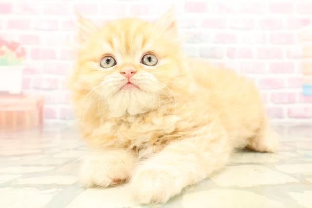 新潟県のミヌエット (Coo&RIKU新潟西店/2025年10月26日生まれ/男の子/レッドタビー)の子猫の2枚目の画像