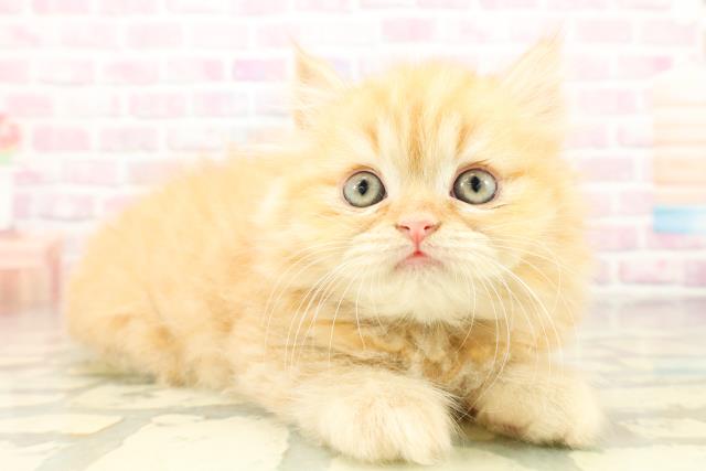 新潟県のミヌエット (Coo&RIKU新潟西店/2025年10月26日生まれ/男の子/レッドタビー)の子猫の3枚目の画像