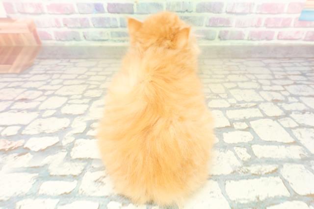 新潟県のミヌエット (Coo&RIKU新潟西店/2025年10月26日生まれ/男の子/レッドタビー)の子猫の4枚目の画像