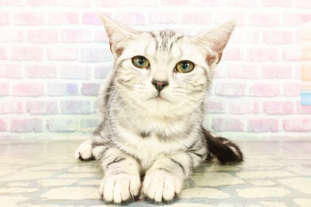 栃木県のアメリカンショートヘアー (Coo&RIKU小山店/2025年7月31日生まれ/女の子/シルバータビー)の子猫の1枚目の画像