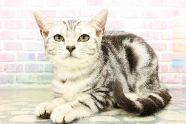 栃木県のアメリカンショートヘアー (Coo&RIKU小山店/2025年7月31日生まれ/女の子/シルバータビー)の子猫の2枚目の画像