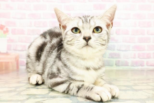 栃木県のアメリカンショートヘアー (Coo&RIKU小山店/2025年7月31日生まれ/女の子/シルバータビー)の子猫の3枚目の画像