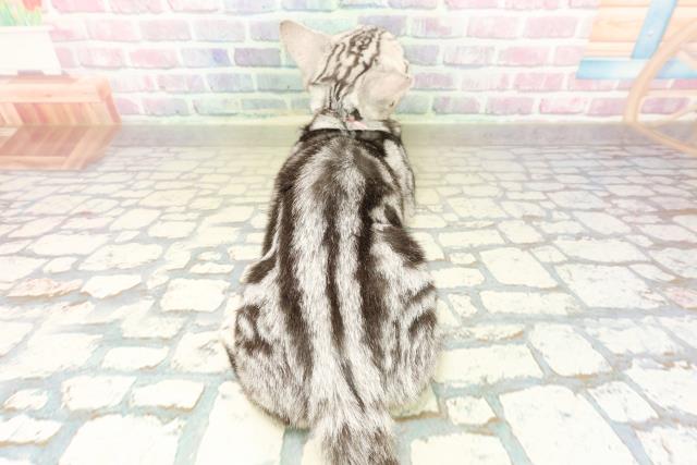 栃木県のアメリカンショートヘアー (Coo&RIKU小山店/2025年7月31日生まれ/女の子/シルバータビー)の子猫の4枚目の画像