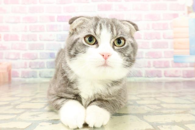 茨城県のスコティッシュフォールド (Coo&RIKUコメリパワーつくば西店/2025年7月18日生まれ/男の子/シルバータビーホワイト)の子猫の1枚目の画像