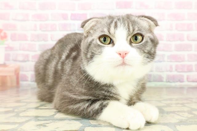 茨城県のスコティッシュフォールド (Coo&RIKUコメリパワーつくば西店/2025年7月18日生まれ/男の子/シルバータビーホワイト)の子猫の3枚目の画像