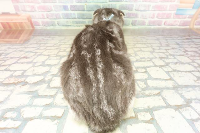 茨城県のスコティッシュフォールド (Coo&RIKUコメリパワーつくば西店/2025年7月18日生まれ/男の子/シルバータビーホワイト)の子猫の4枚目の画像