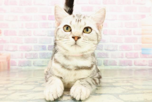 福井県のアメリカンショートヘアー (Coo&RIKU福井店/2025年7月17日生まれ/女の子/シルバータビー)の子猫の1枚目の画像
