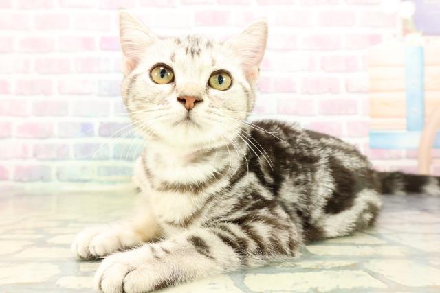 福井県のアメリカンショートヘアー (Coo&RIKU福井店/2025年7月17日生まれ/女の子/シルバータビー)の子猫の2枚目の画像