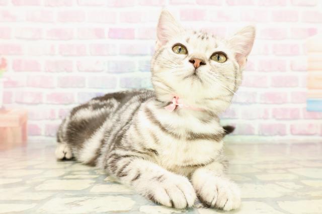 福井県のアメリカンショートヘアー (Coo&RIKU福井店/2025年7月17日生まれ/女の子/シルバータビー)の子猫の3枚目の画像