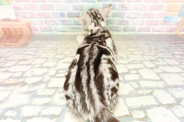 福井県のアメリカンショートヘアー (Coo&RIKU福井店/2025年7月17日生まれ/女の子/シルバータビー)の子猫の4枚目の画像