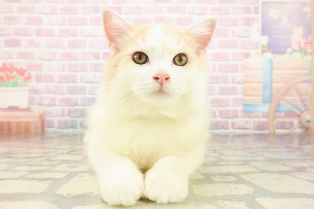 栃木県のラガマフィン (Coo&RIKU小山店/2025年7月29日生まれ/男の子/クリームタビーホワイト)の子猫の1枚目の画像