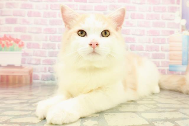 栃木県のラガマフィン (Coo&RIKU小山店/2025年7月29日生まれ/男の子/クリームタビーホワイト)の子猫の2枚目の画像