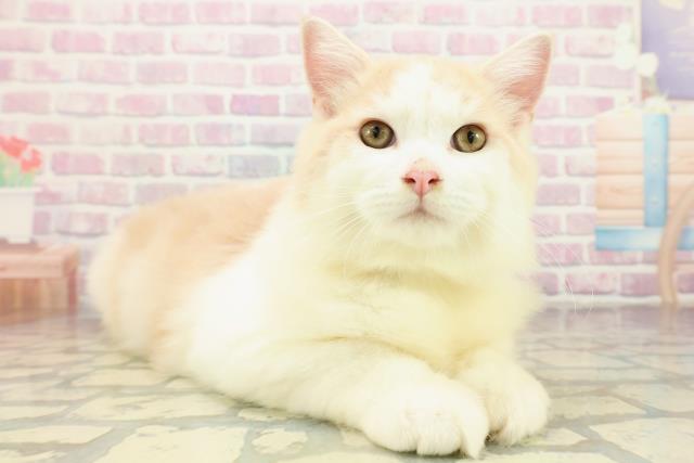 栃木県のラガマフィン (Coo&RIKU小山店/2025年7月29日生まれ/男の子/クリームタビーホワイト)の子猫の3枚目の画像