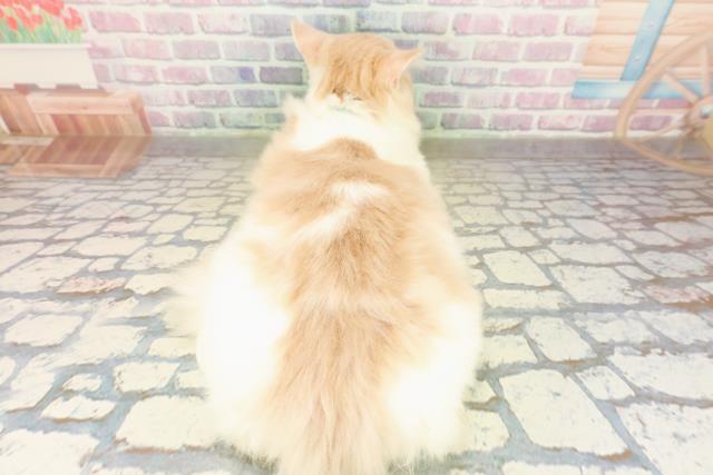 栃木県のラガマフィン (Coo&RIKU小山店/2025年7月29日生まれ/男の子/クリームタビーホワイト)の子猫の4枚目の画像