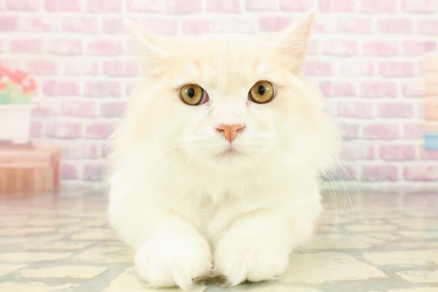 三重県のラガマフィン (Coo&RIKU津高茶屋店/2025年7月29日生まれ/男の子/クリームタビーホワイト)の子猫の1枚目の画像