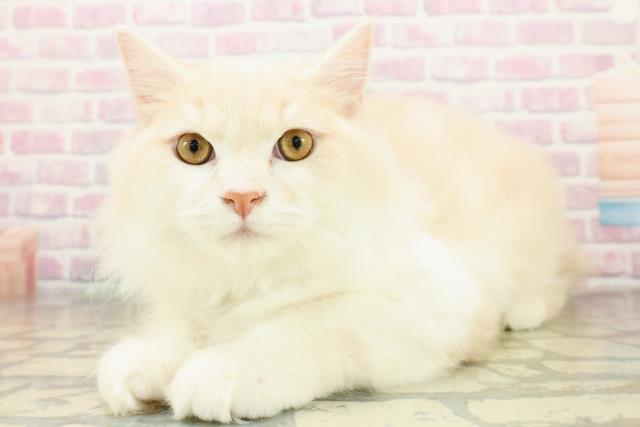 三重県のラガマフィン (Coo&RIKU津高茶屋店/2025年7月29日生まれ/男の子/クリームタビーホワイト)の子猫の2枚目の画像