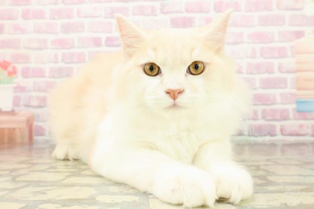 三重県のラガマフィン (Coo&RIKU津高茶屋店/2025年7月29日生まれ/男の子/クリームタビーホワイト)の子猫の3枚目の画像