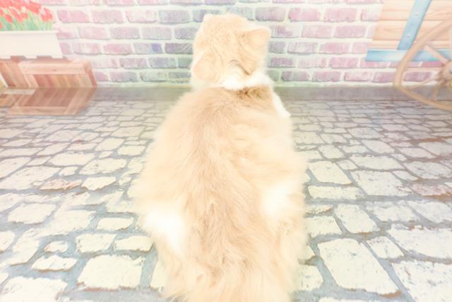 三重県のラガマフィン (Coo&RIKU津高茶屋店/2025年7月29日生まれ/男の子/クリームタビーホワイト)の子猫の4枚目の画像