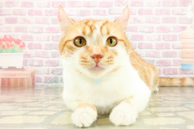 アメリカンカール