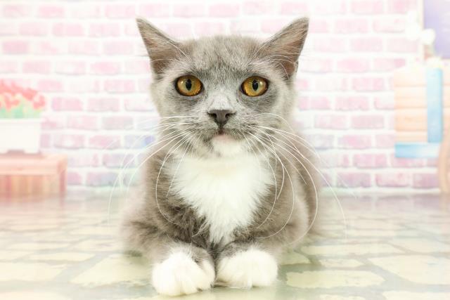 沖縄県のラガマフィン (Coo&RIKU沖縄浦添店/2025年6月21日生まれ/女の子/ブルーホワイト)の子猫の1枚目の画像