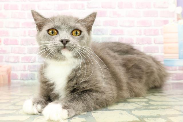 沖縄県のラガマフィン (Coo&RIKU沖縄浦添店/2025年6月21日生まれ/女の子/ブルーホワイト)の子猫の2枚目の画像