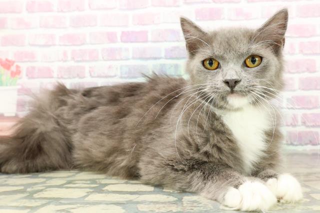 沖縄県のラガマフィン (Coo&RIKU沖縄浦添店/2025年6月21日生まれ/女の子/ブルーホワイト)の子猫の3枚目の画像