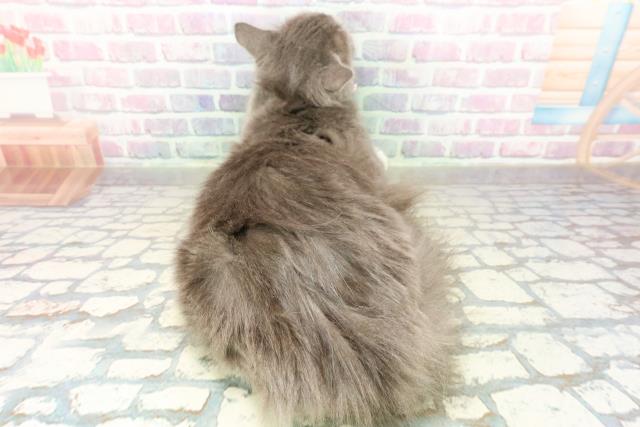 沖縄県のラガマフィン (Coo&RIKU沖縄浦添店/2025年6月21日生まれ/女の子/ブルーホワイト)の子猫の4枚目の画像