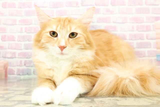 新潟県のノルウェージャンフォレストキャット (Coo&RIKUイオンモール新発田店/2025年6月4日生まれ/女の子/レッドタビーホワイト)の子猫の2枚目の画像