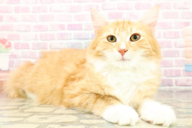 新潟県のノルウェージャンフォレストキャット (Coo&RIKUイオンモール新発田店/2025年6月4日生まれ/女の子/レッドタビーホワイト)の子猫の3枚目の画像