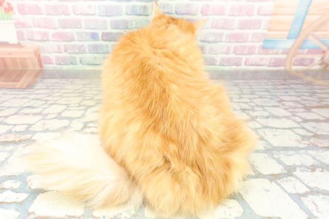 新潟県のノルウェージャンフォレストキャット (Coo&RIKUイオンモール新発田店/2025年6月4日生まれ/女の子/レッドタビーホワイト)の子猫の4枚目の画像