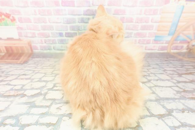 新潟県のサイベリアン (Coo&RIKU上越店/2025年5月29日生まれ/男の子/クリームタビー)の子猫の4枚目の画像