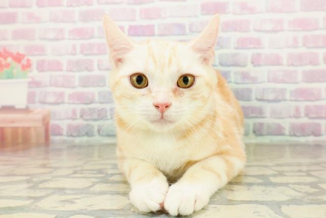 新潟県のアメリカンカール (Coo&RIKU長岡店/2025年7月12日生まれ/男の子/レッドタビー)の子猫の1枚目の画像