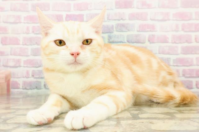 新潟県のアメリカンカール (Coo&RIKU長岡店/2025年7月12日生まれ/男の子/レッドタビー)の子猫の2枚目の画像