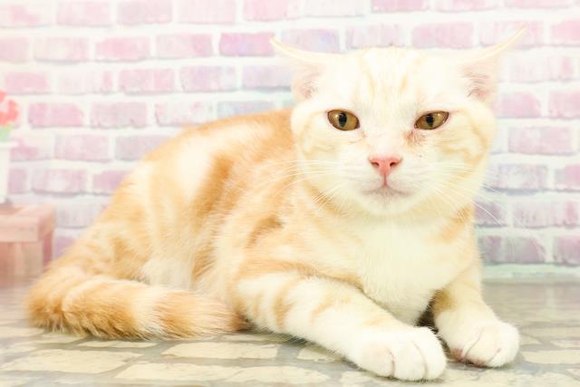 新潟県のアメリカンカール (Coo&RIKU長岡店/2025年7月12日生まれ/男の子/レッドタビー)の子猫の3枚目の画像