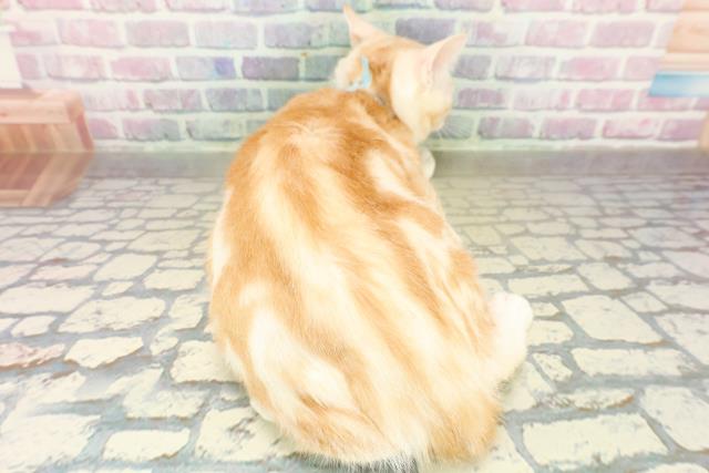 新潟県のアメリカンカール (Coo&RIKU長岡店/2025年7月12日生まれ/男の子/レッドタビー)の子猫の4枚目の画像