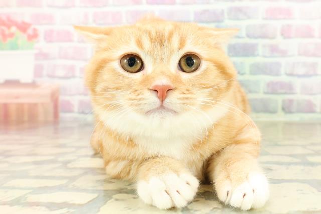 茨城県のマンチカン (Coo&RIKUコメリパワーつくば西店/2025年8月13日生まれ/男の子/レッドタビーホワイト)の子猫の1枚目の画像