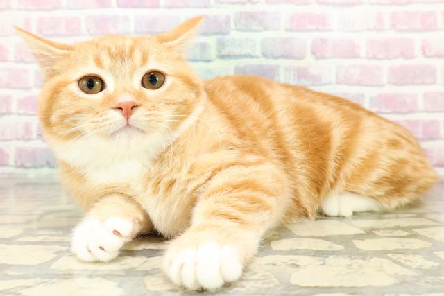 茨城県のマンチカン (Coo&RIKUコメリパワーつくば西店/2025年8月13日生まれ/男の子/レッドタビーホワイト)の子猫の2枚目の画像