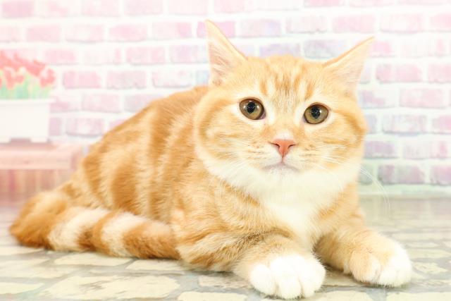 茨城県のマンチカン (Coo&RIKUコメリパワーつくば西店/2025年8月13日生まれ/男の子/レッドタビーホワイト)の子猫の3枚目の画像