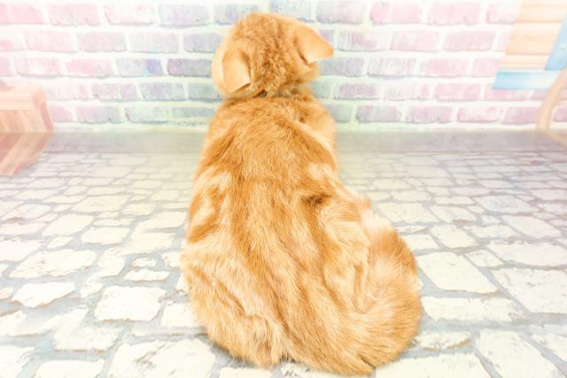 茨城県のマンチカン (Coo&RIKUコメリパワーつくば西店/2025年8月13日生まれ/男の子/レッドタビーホワイト)の子猫の4枚目の画像